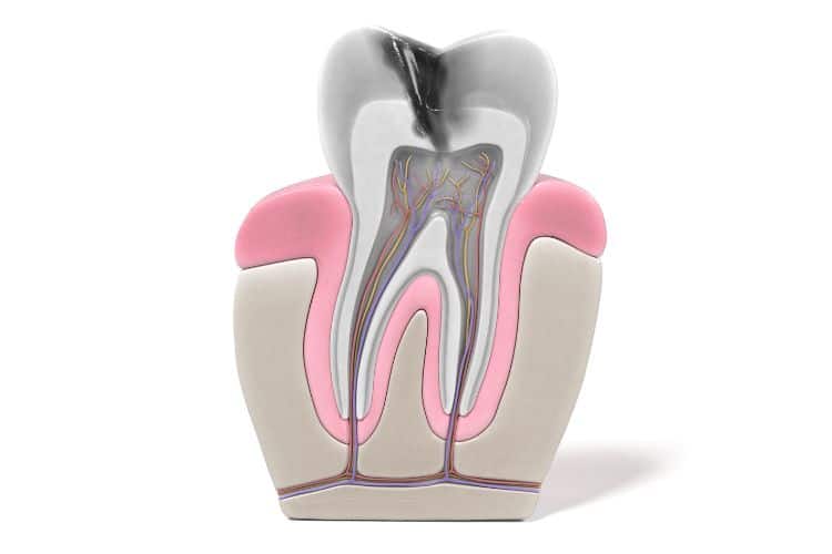 tipos de dientes y número de conductos